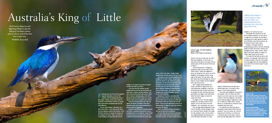King Fishers in Kakadu